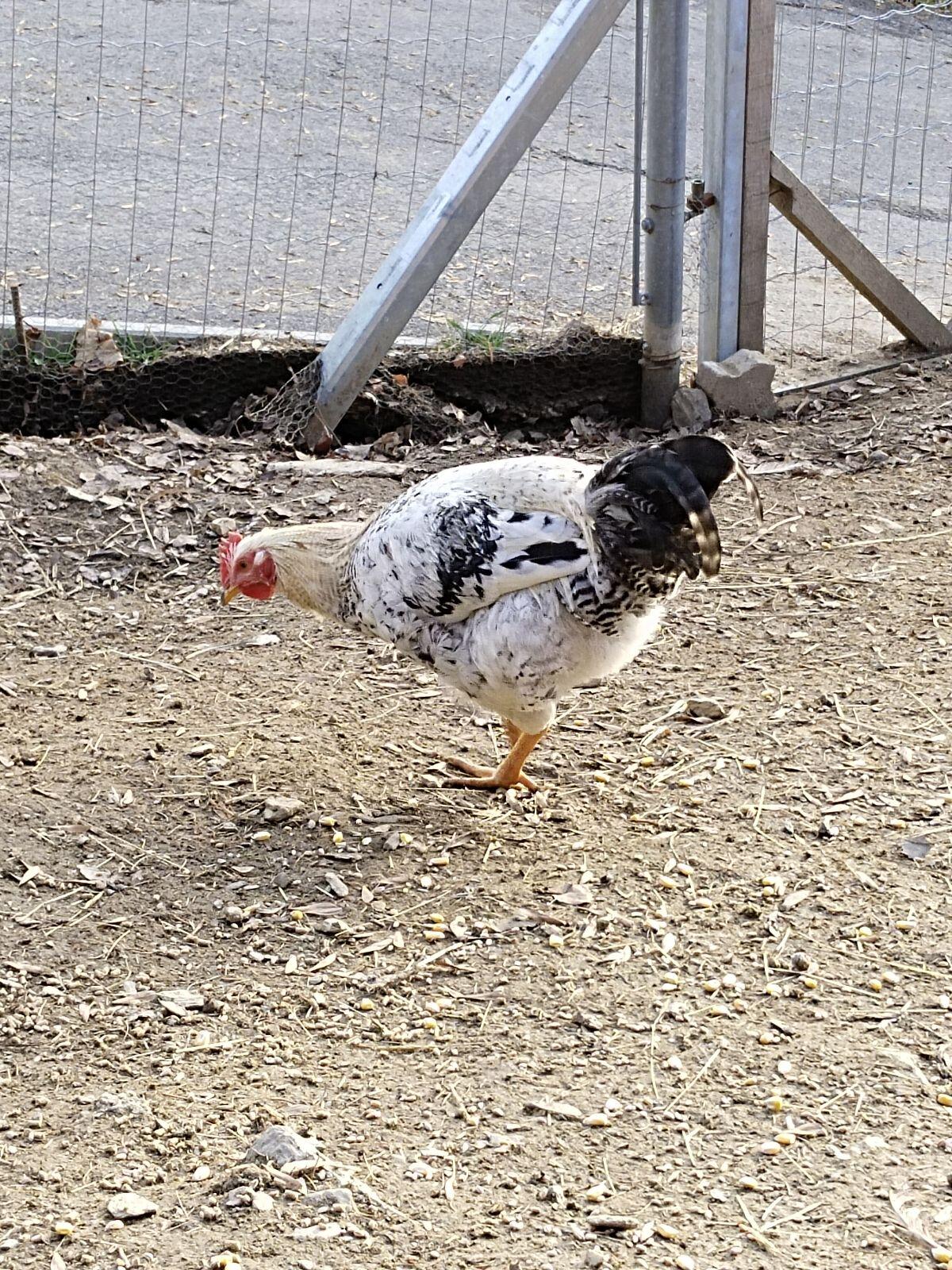 4 wunderschöne Junghähne 2