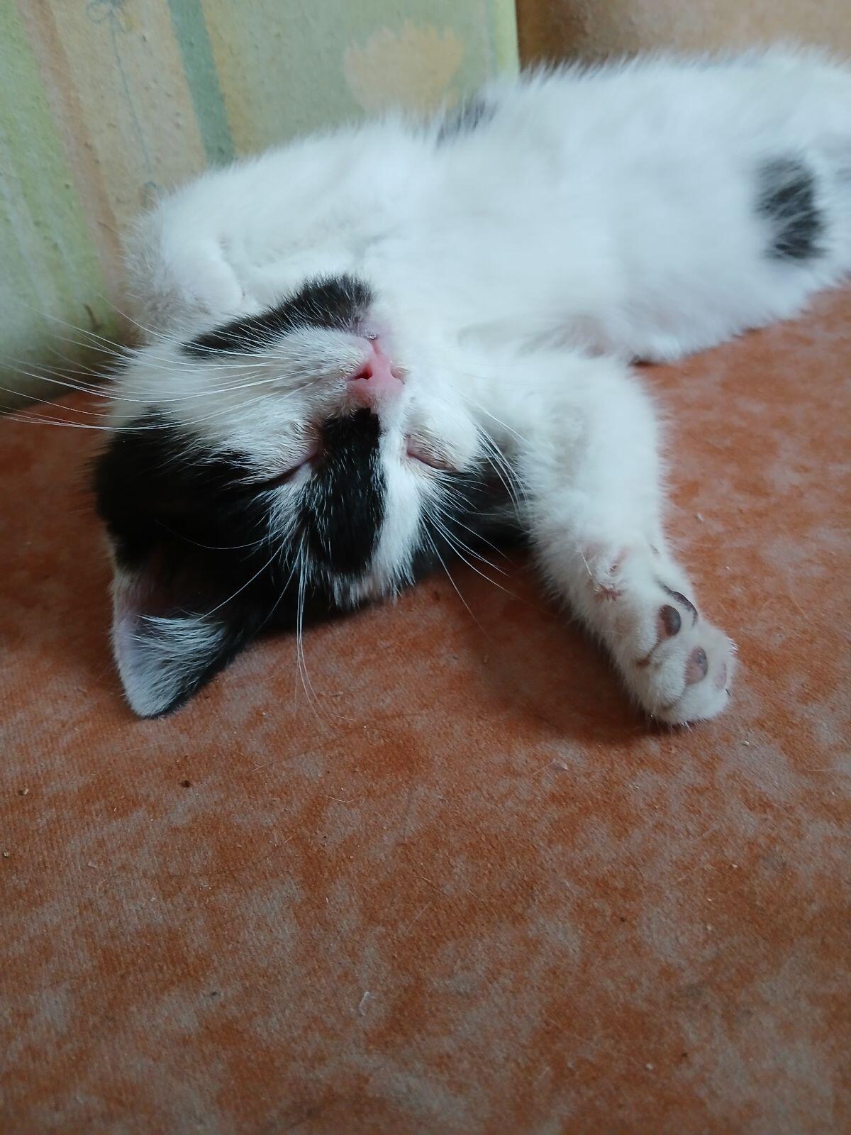 Kätzchen weiblich (EKH) 3