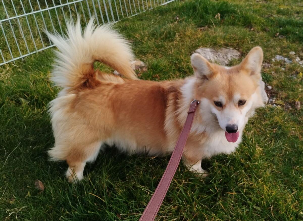 Welsh Corgi Pembroke Rüde 1