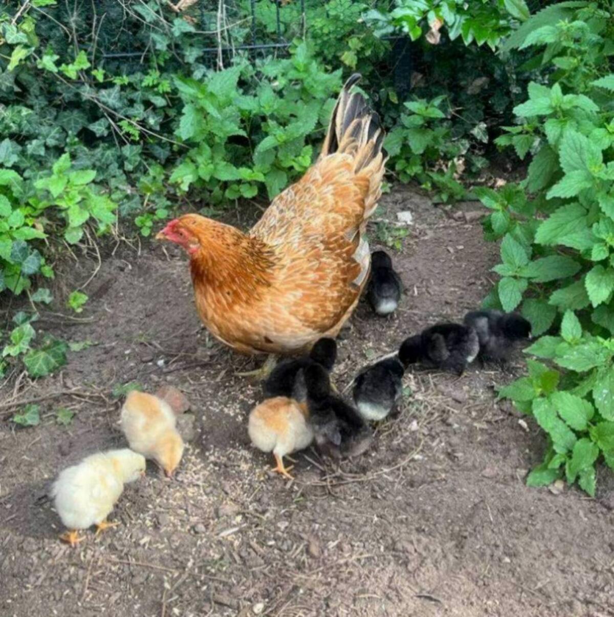 Bruteier Buntleger, Grünleger, Blauleger, Mooshühner, Maran 3