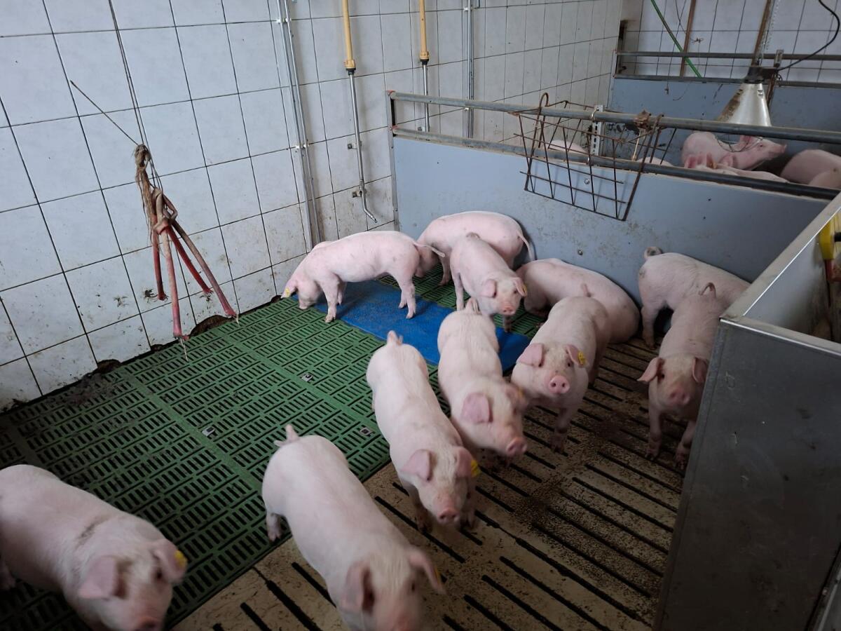 Ferkel zu verkaufen 1