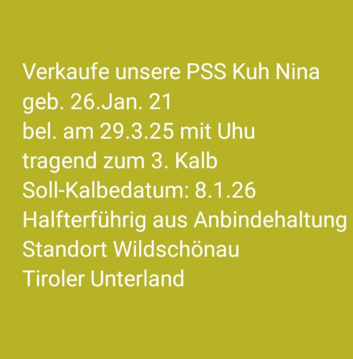 Pustertaler Sprinzenkuh 1