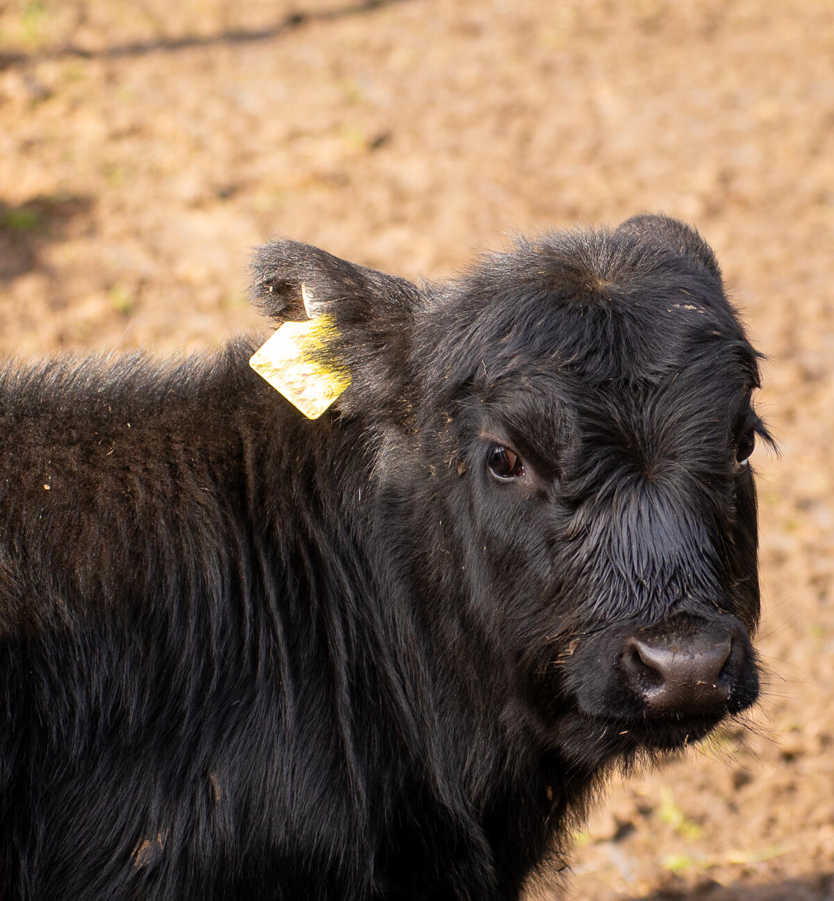 BIO Dexterstier Charly PP* genetisch hornlos 1