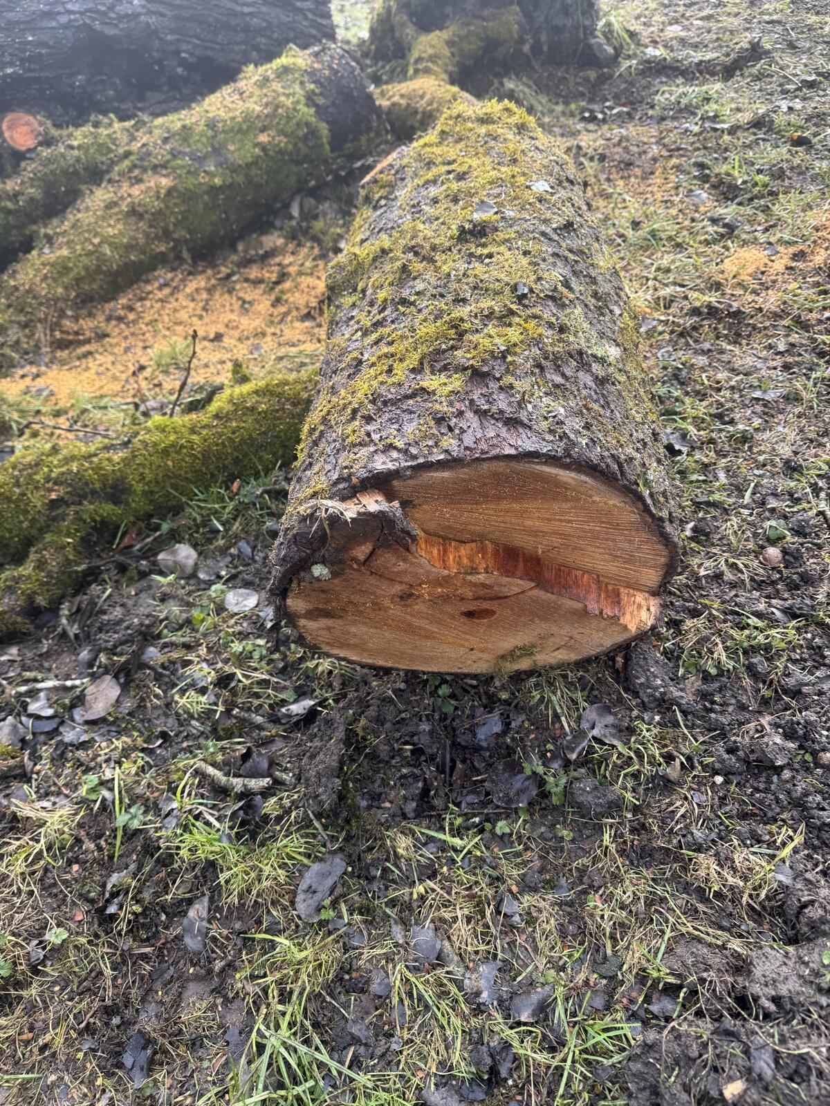 Pflug Regent Topzustand 2-scharig Wendepflug 2