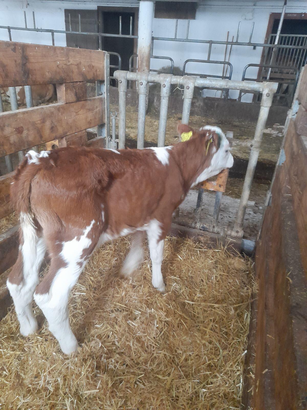 Fleckviehkälber Bio 2