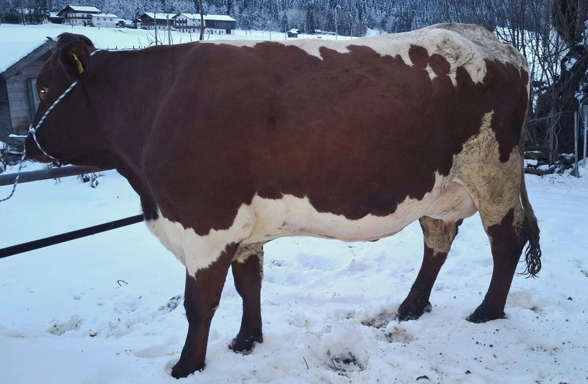 Schöne Pinzgauer bio Erstlingskuh 1