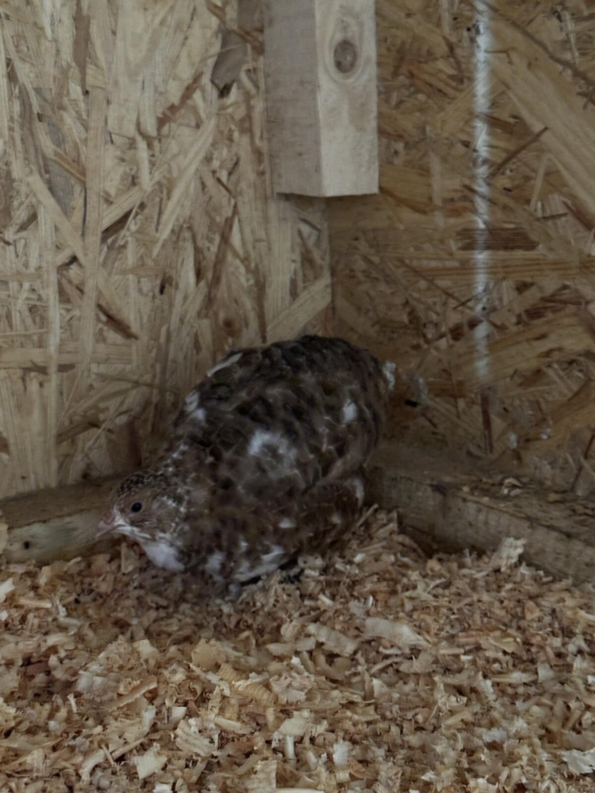 Reinerbige getupfte celadon Wachtelhennen 3