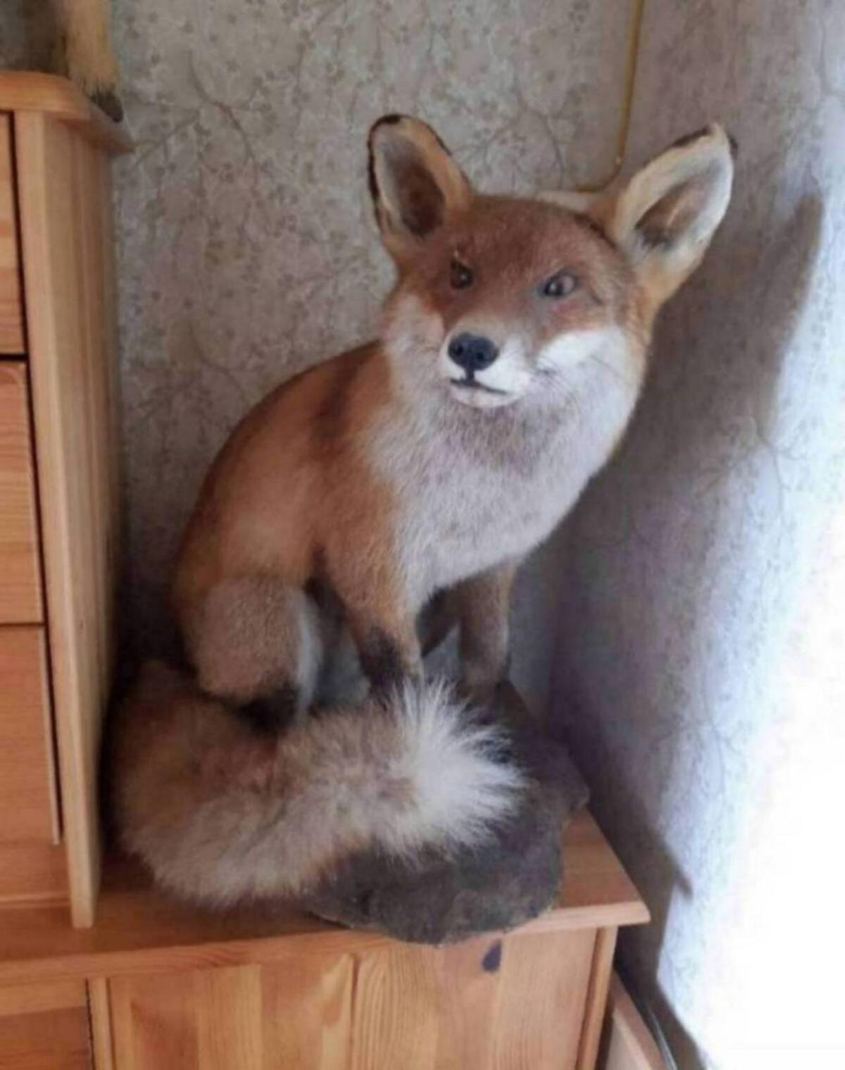 Tierpräparat Fuchs 1