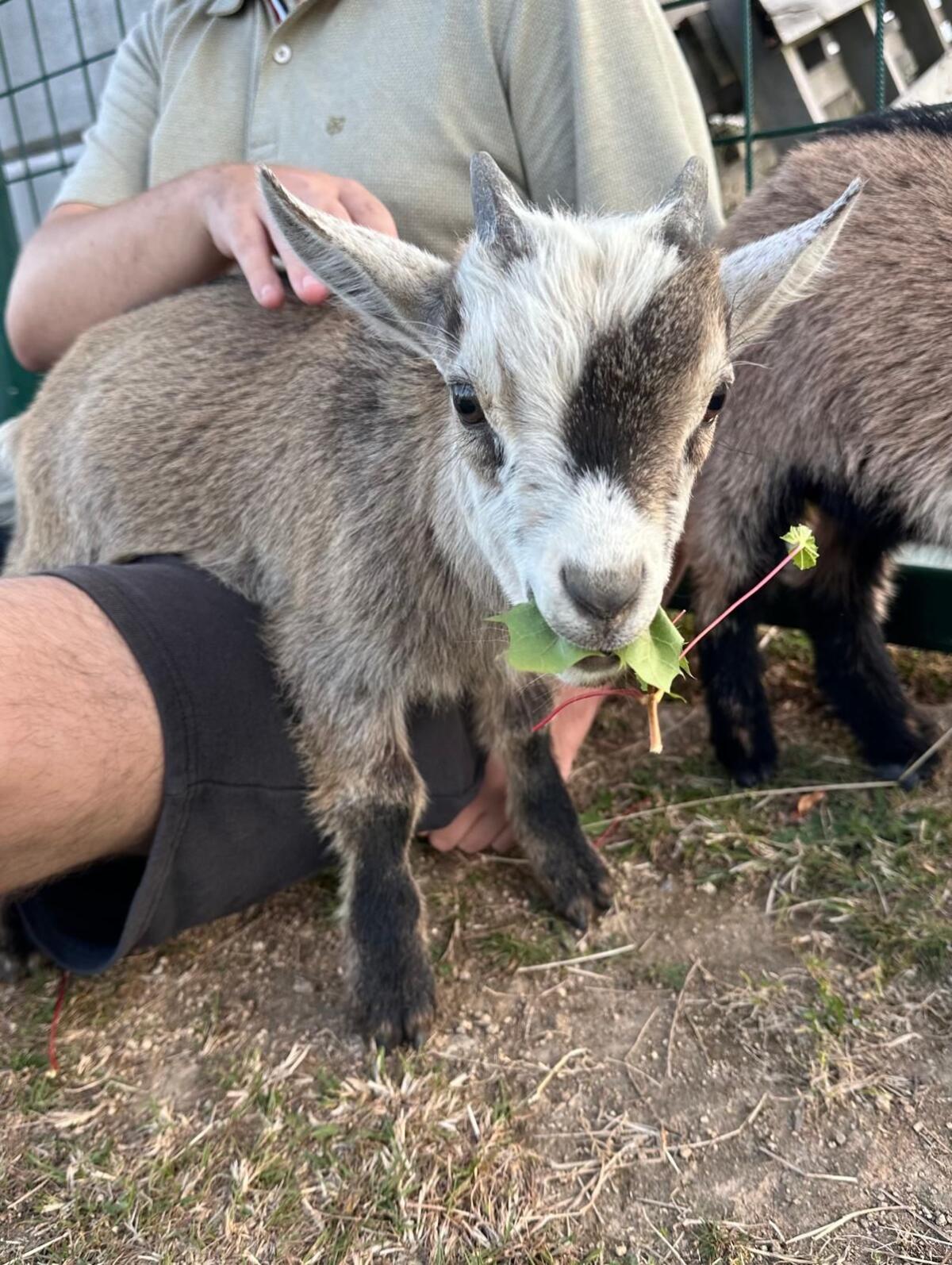 Zwergziegenbock zu verkaufen 1