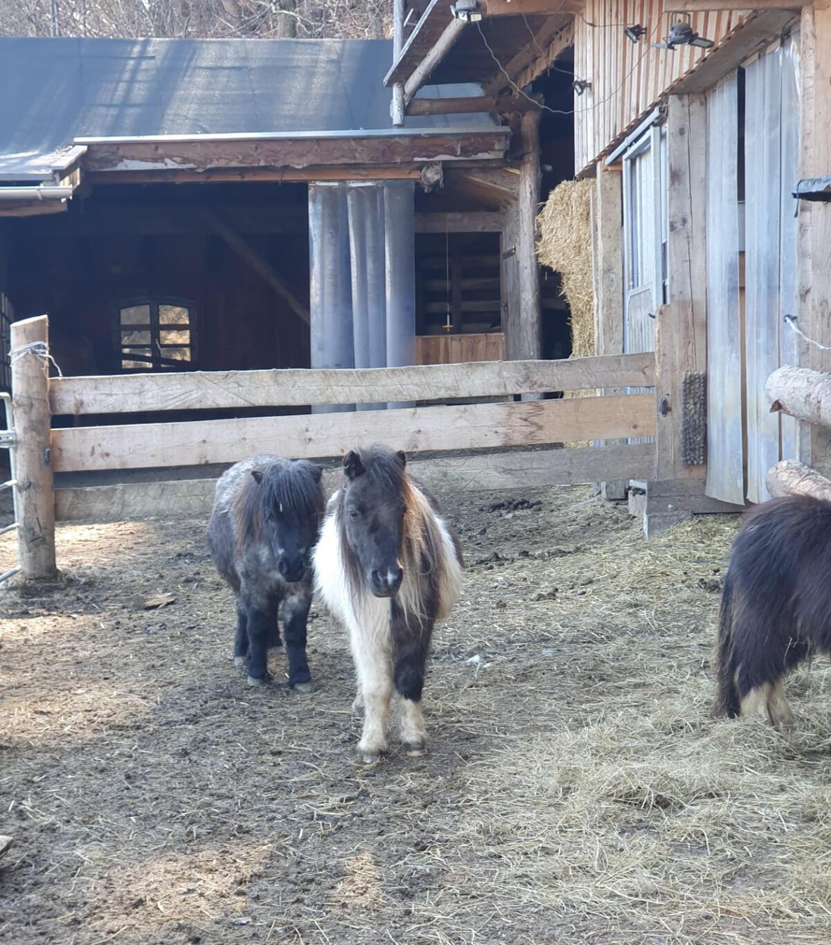 2 Minishetty-Stuten zu verkaufen, gekörter Hengst zu verpach 3