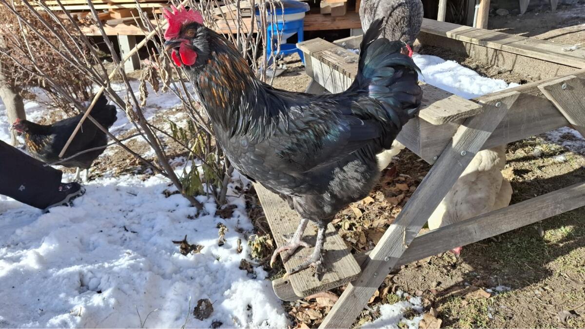 Hahn 2 Stk. zu vergeben (geb. 15.07.2025) 2