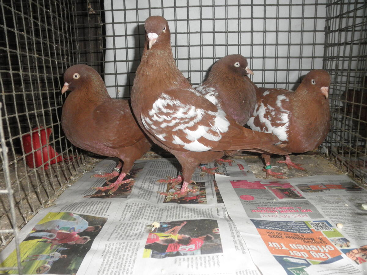 Niederländische Hochflieger 1