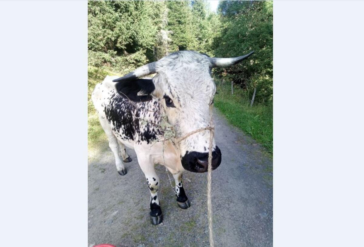 Gekörter, deckfähiger Pustertaler Jungstier zu verkaufen. 2