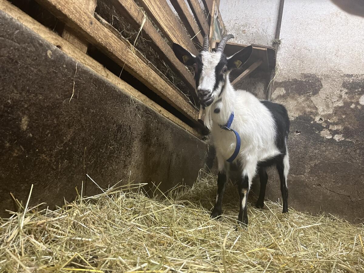 Pfauenziegen Herde 2