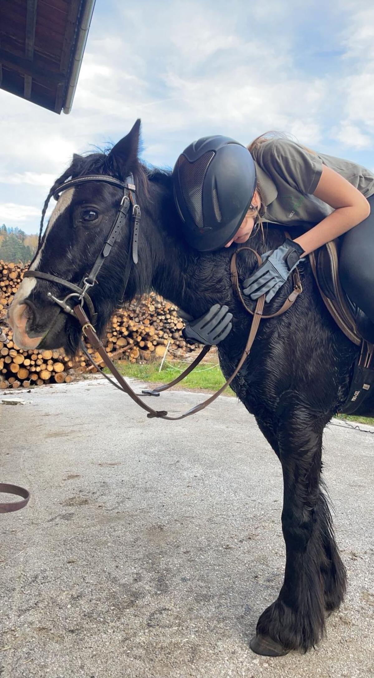 Verkauf Englisches Reitpony 2