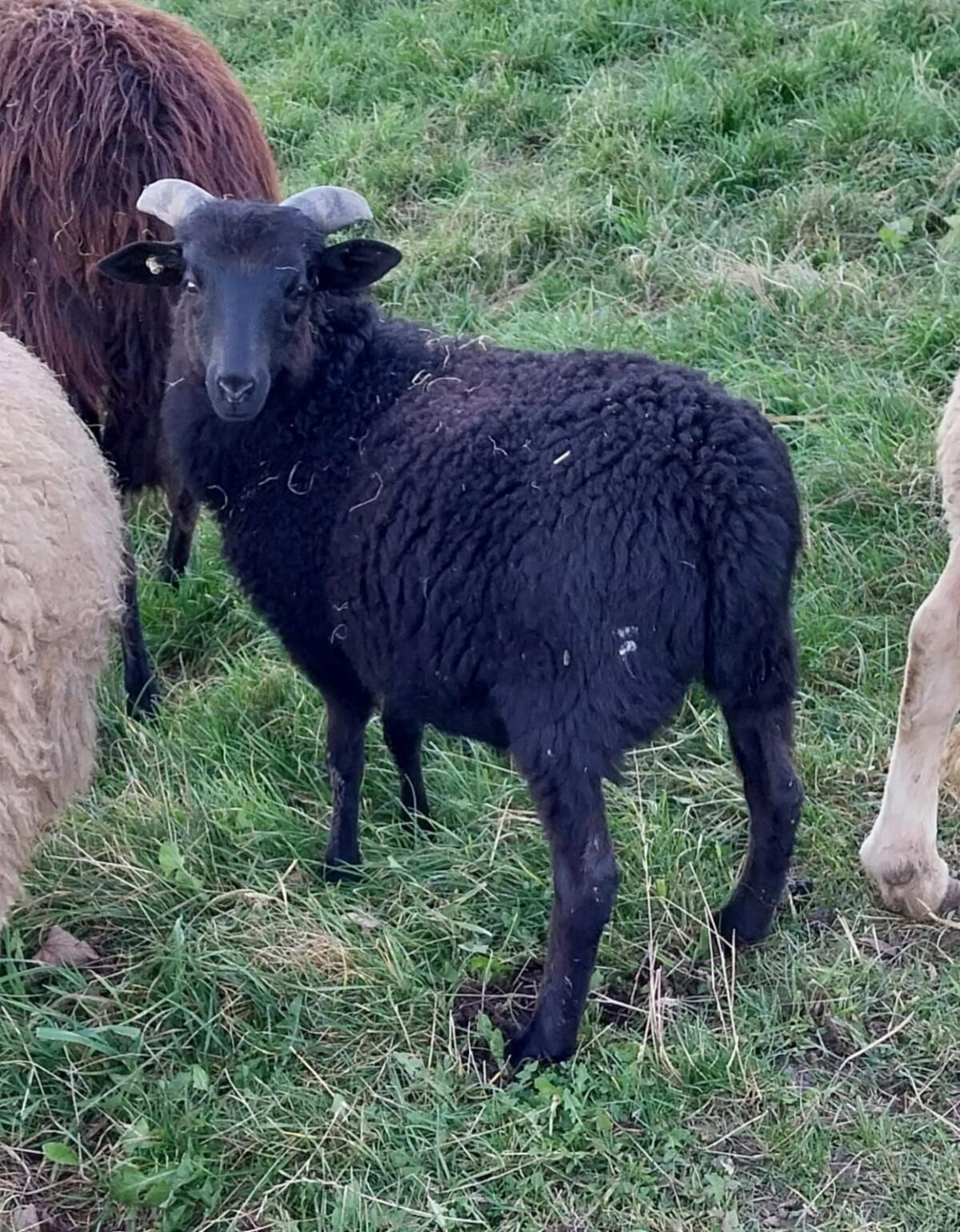 Grau gehörte Heidschnucke, Bock 1
