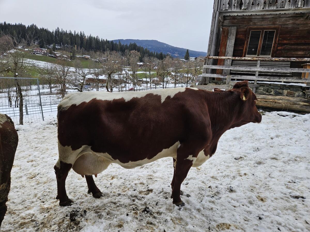 Pinzgauer Kuh 34kg Tagesgemelk, 5.Lak. 2