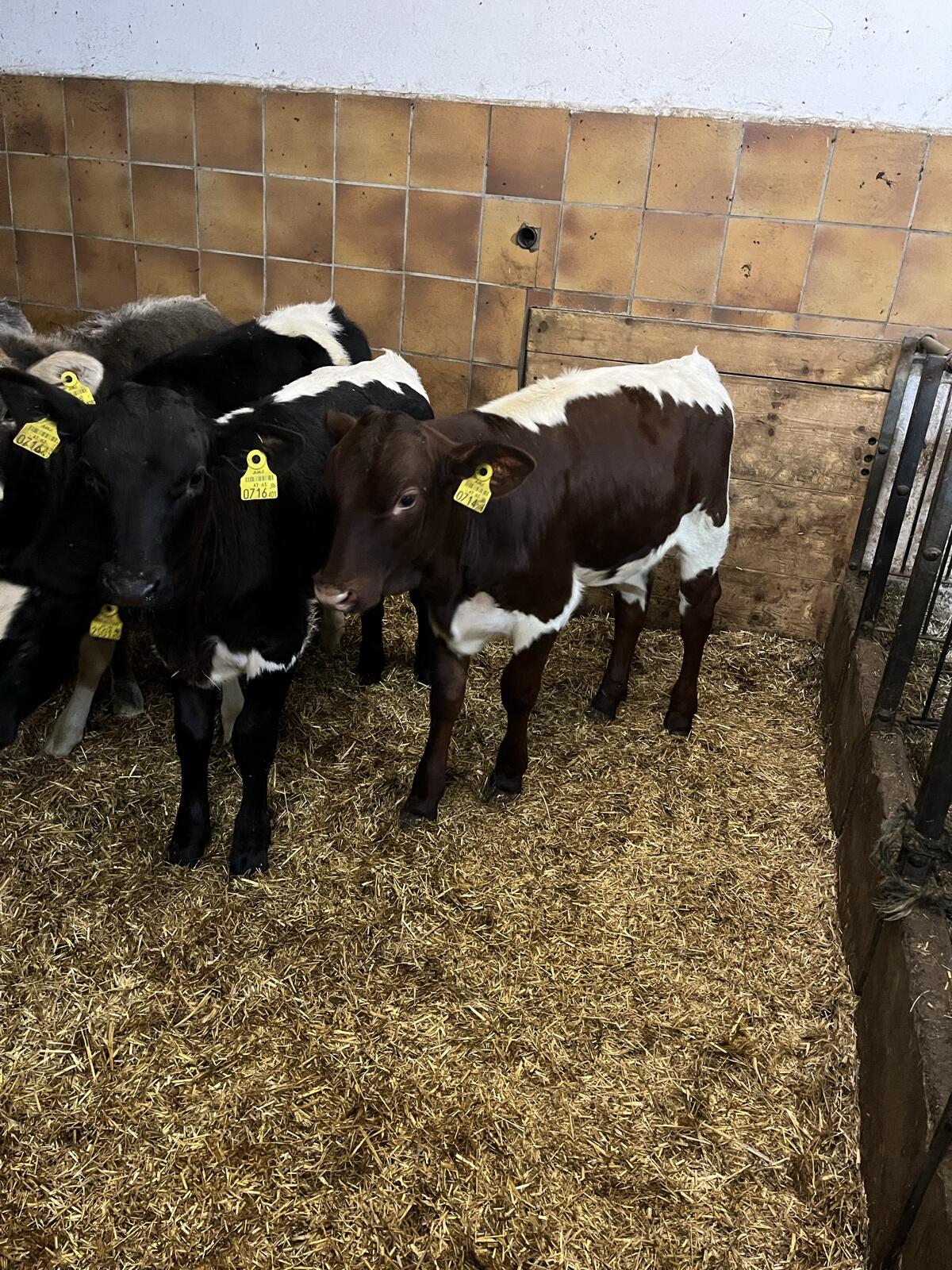 Original Pinzgauer Kuhkälber 1