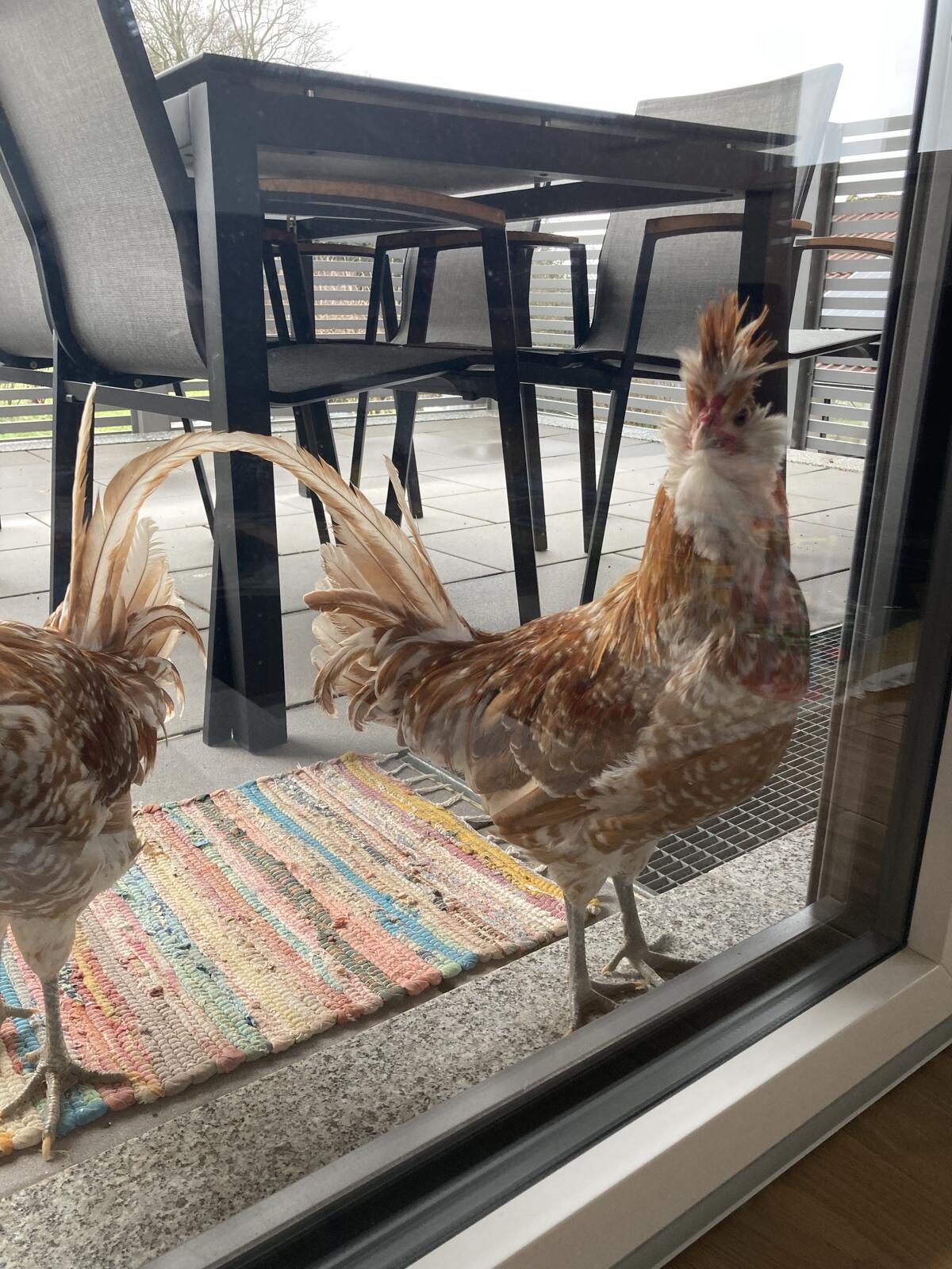 Paduaner Zwerghähne 3