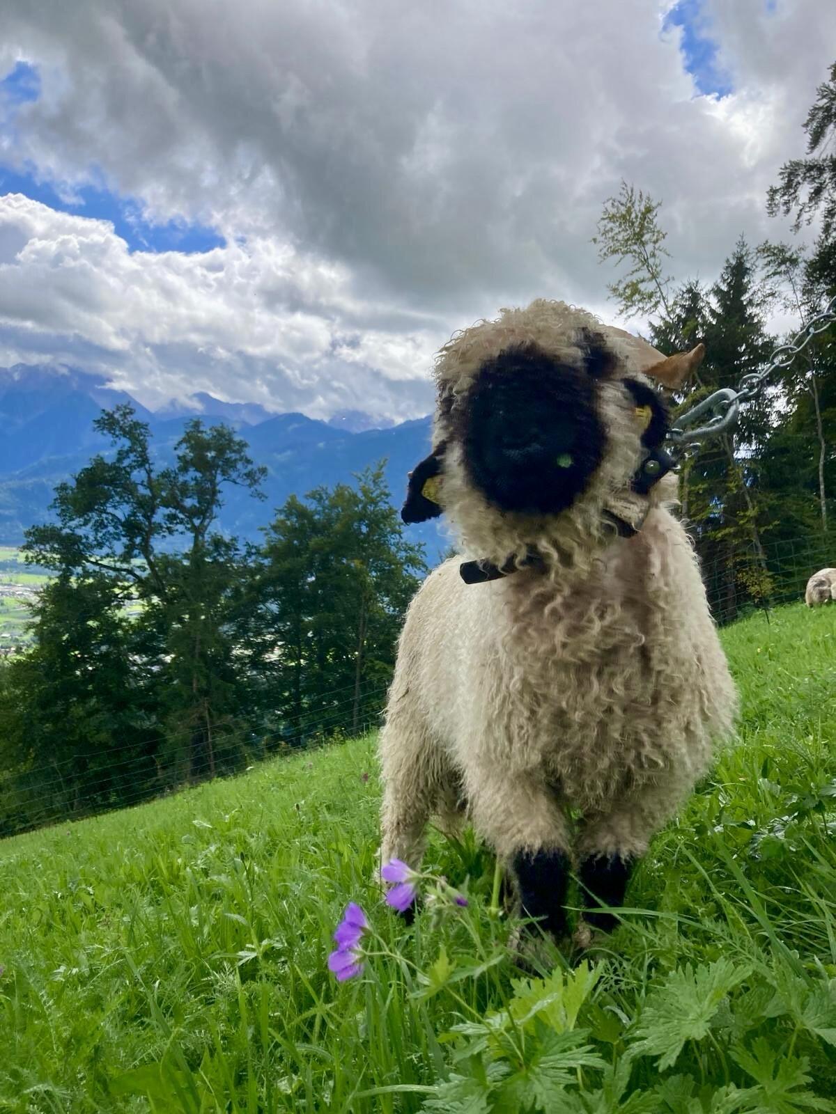 BIO Walliser Schwarznasen Widder HB 1