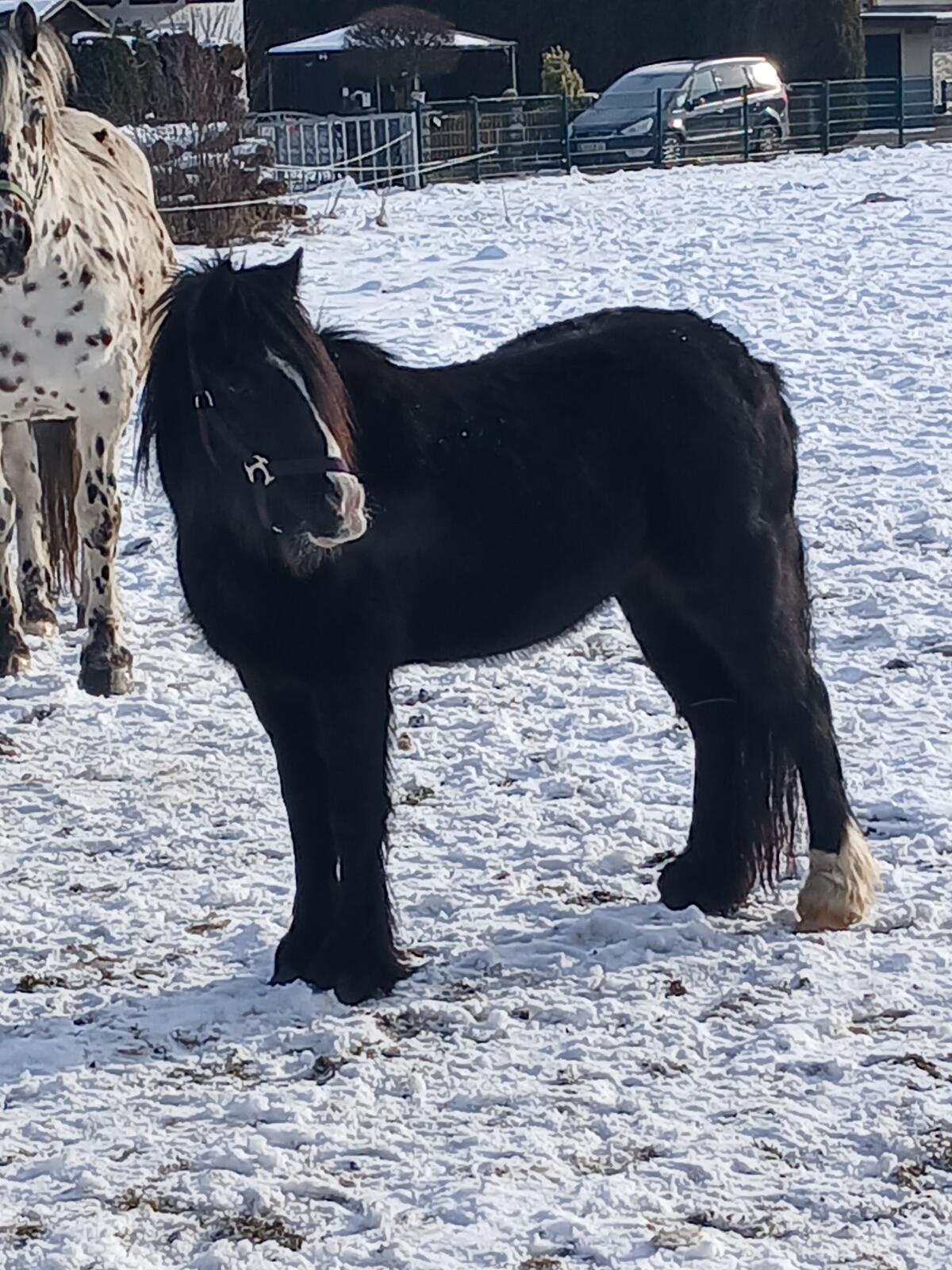Verkauf Englisches Reitpony 1