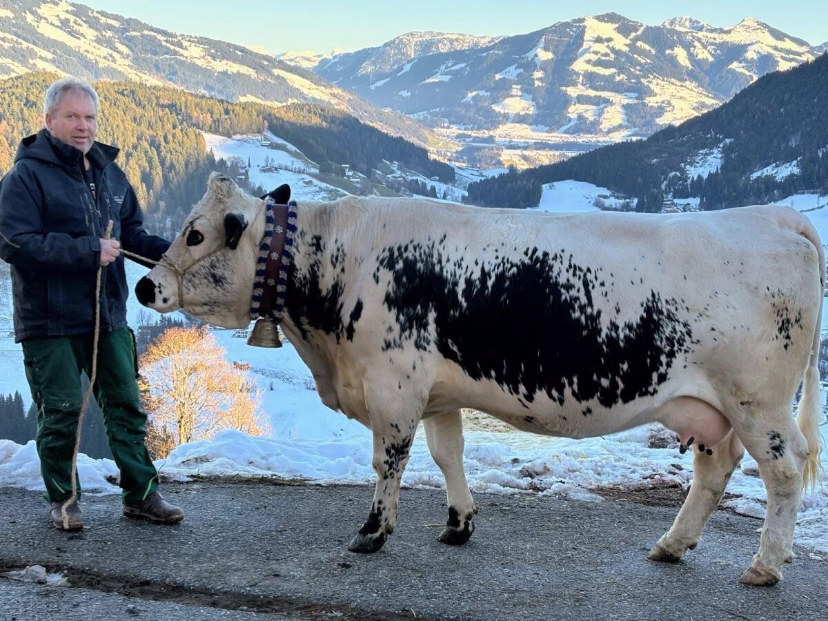 Pustertaler Sprinzenkuh 2