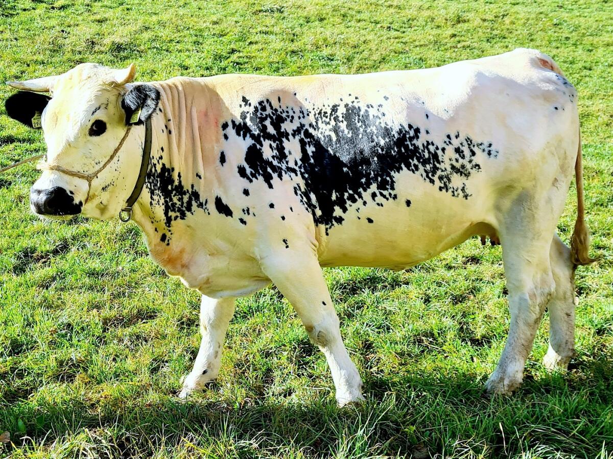 HB Pustertaler Jungstier zu verkaufen 2