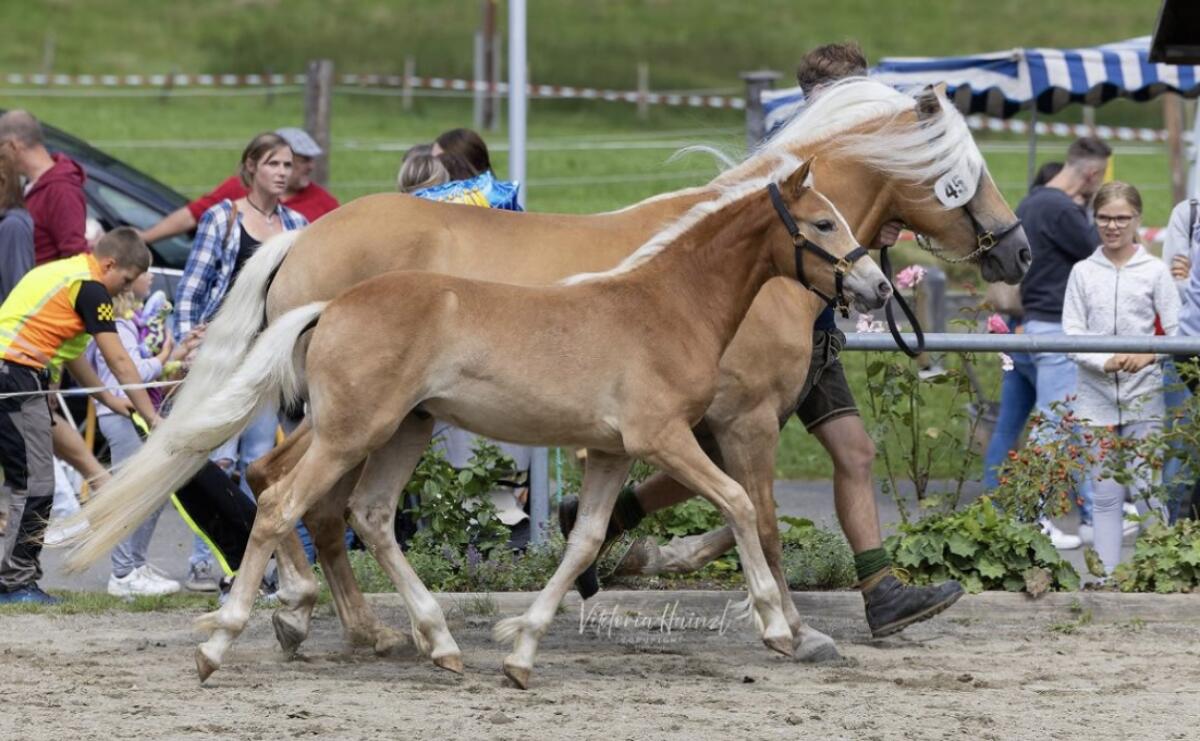 Haflinger Hengstfohlen 1