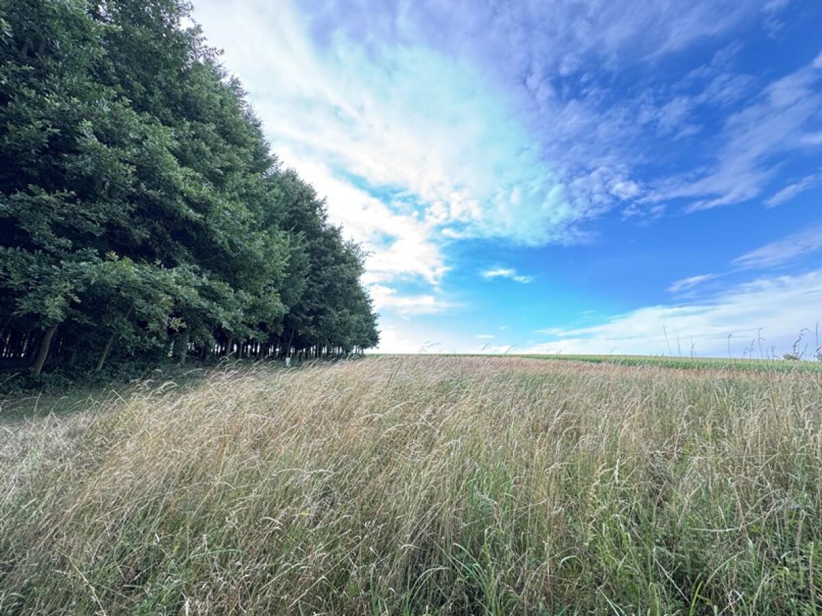Acker mit Wald in 3041 Großgraben 1
