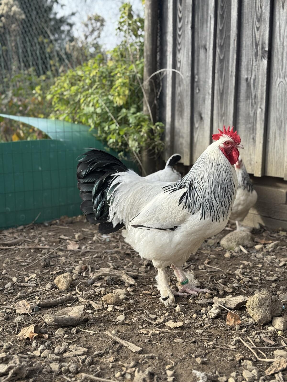 Bruteier Sundheimer Hühner 1