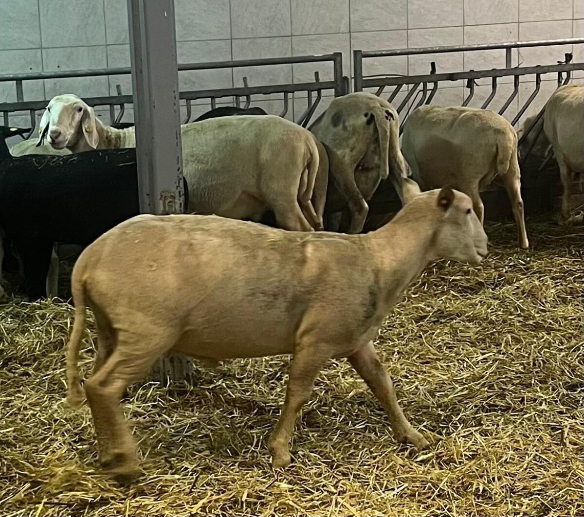 Charolais Widder/Schaf 2