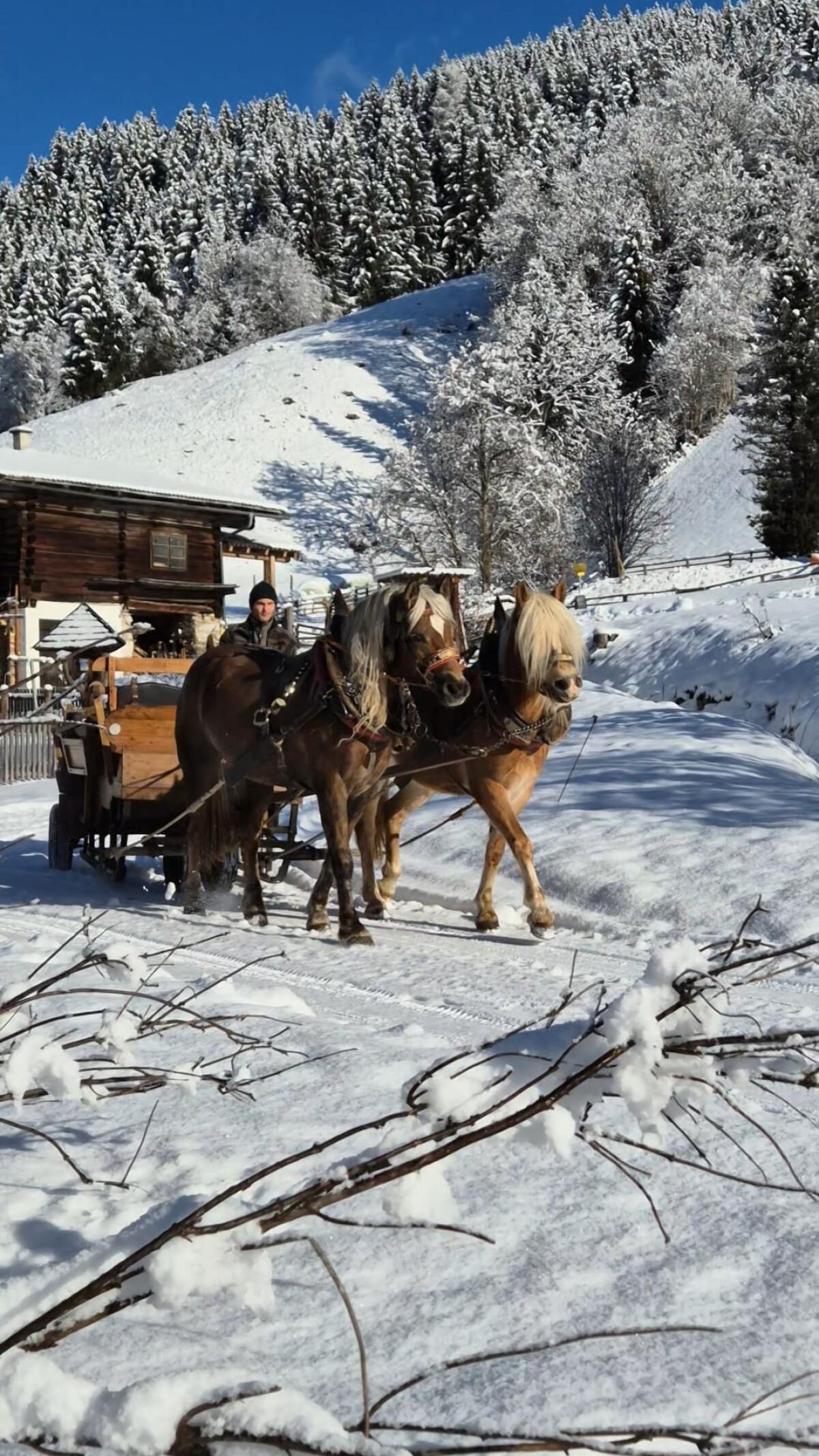 Verkaufe Haflingerstute sowie dazugehöriges Hengstfohlen 1