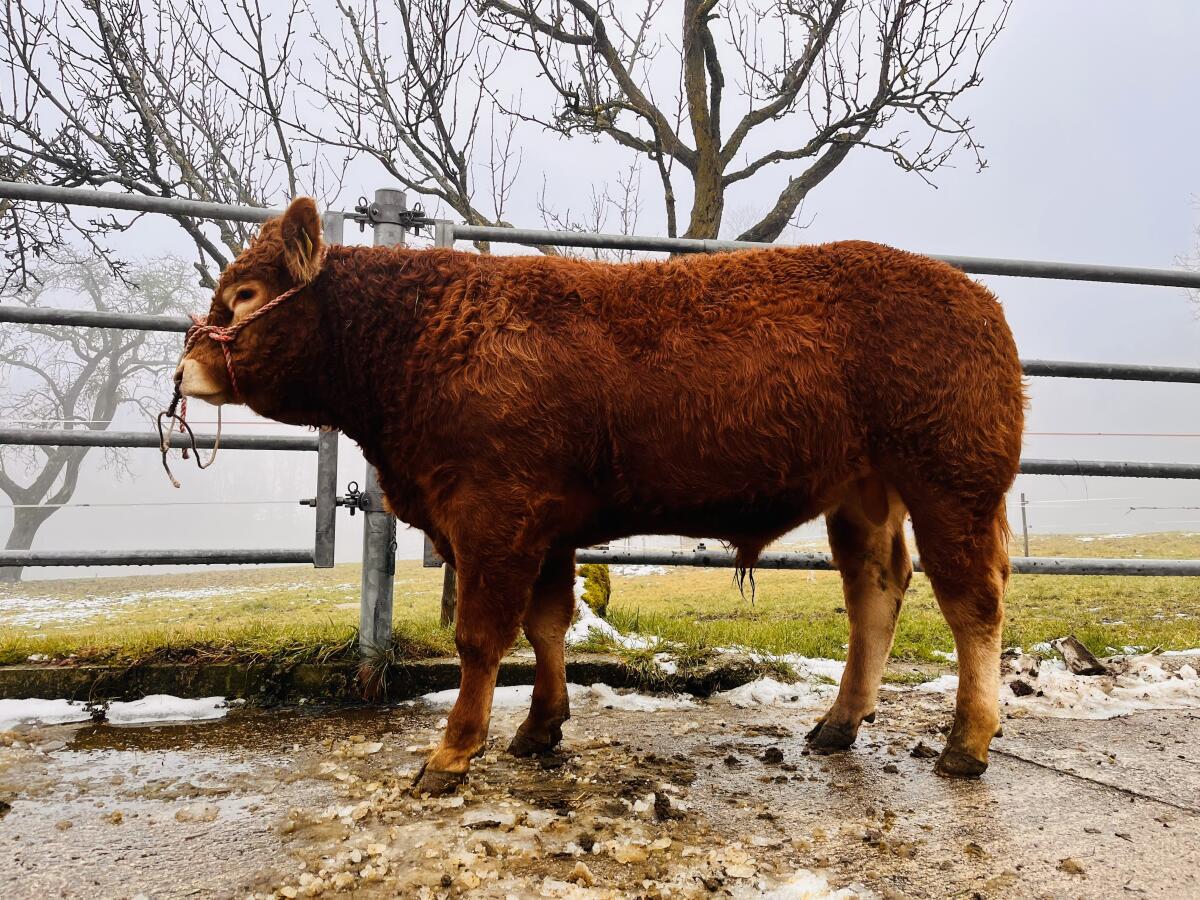Limousinstier, Zuchtstier Limousin 2