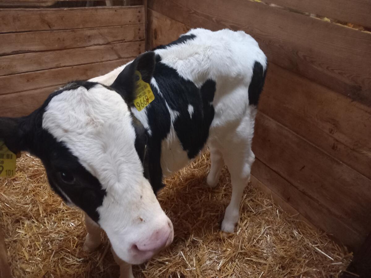 Bio-HF Stierkalb zu verkaufen 2