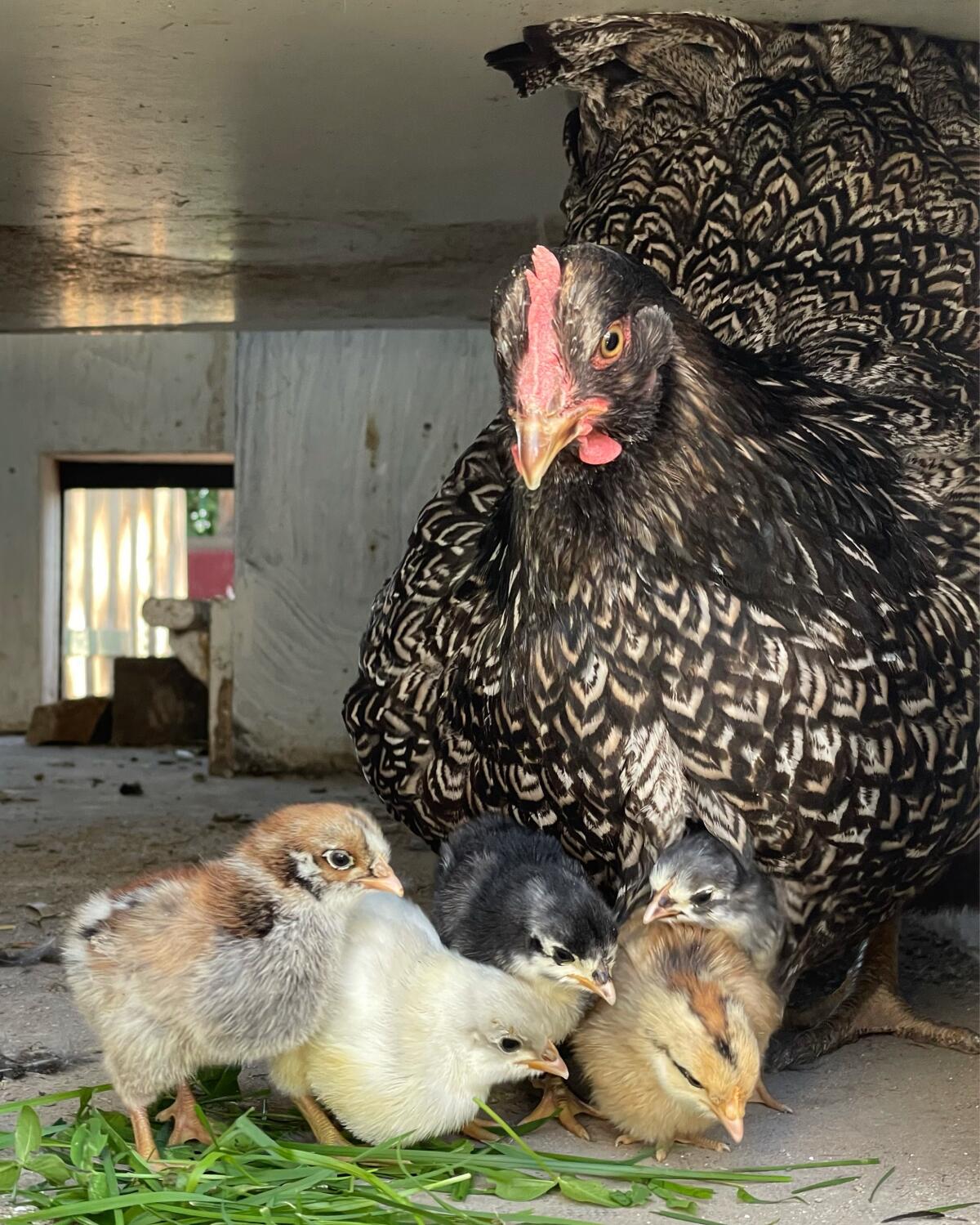 Barnevelder Bruteier 1