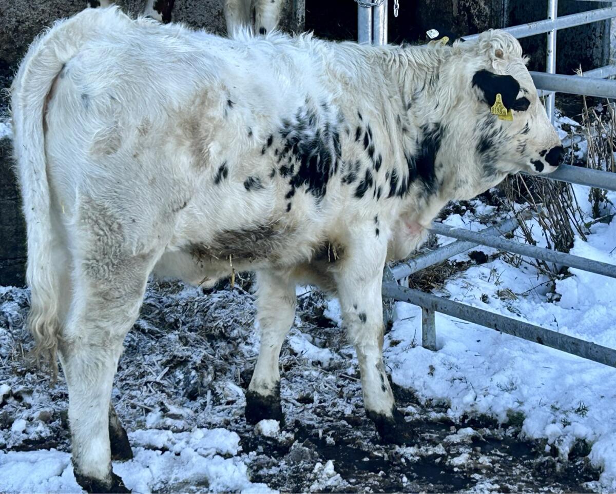 Pustertaler Sprinzen Kalbin Bio 2