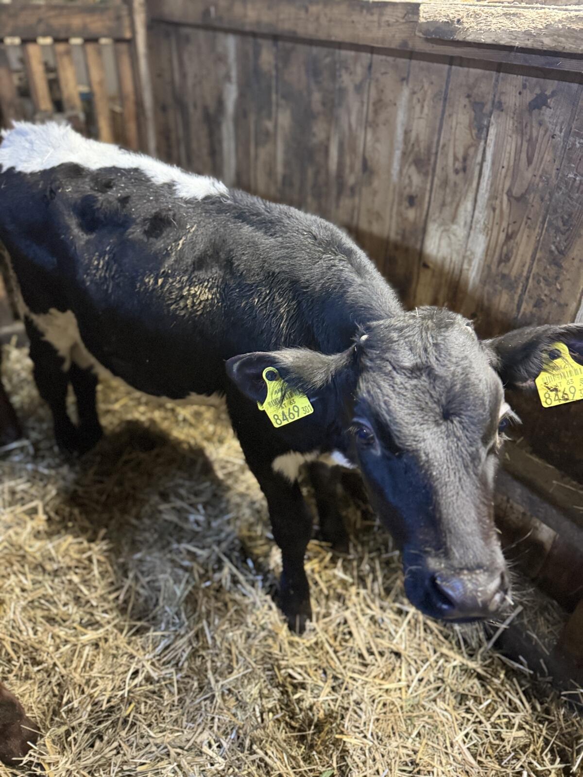 Bio PI x RF Stierkälber 1