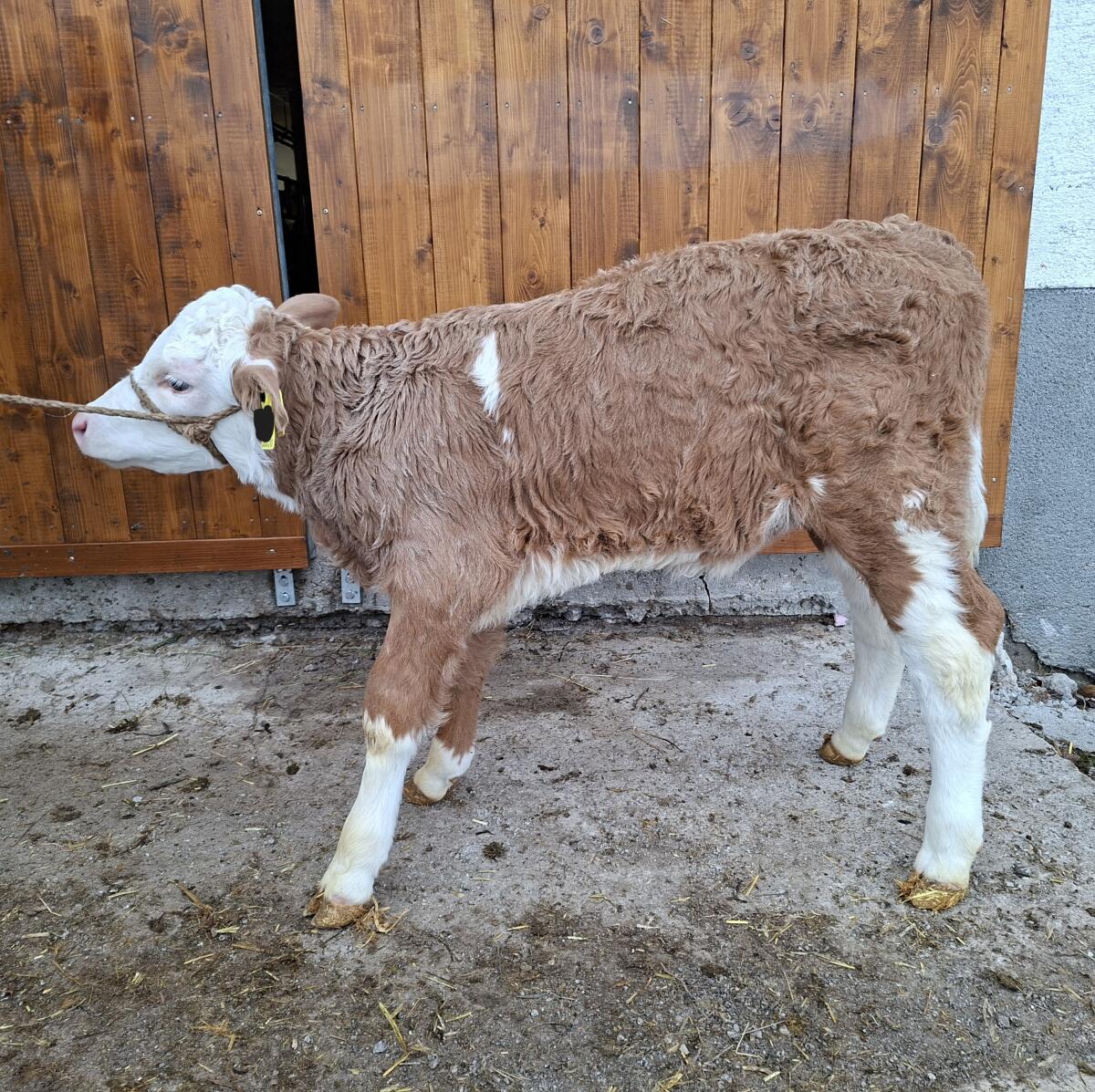 Verkaufe BIO Fleckvieh-Kuhkälber 3