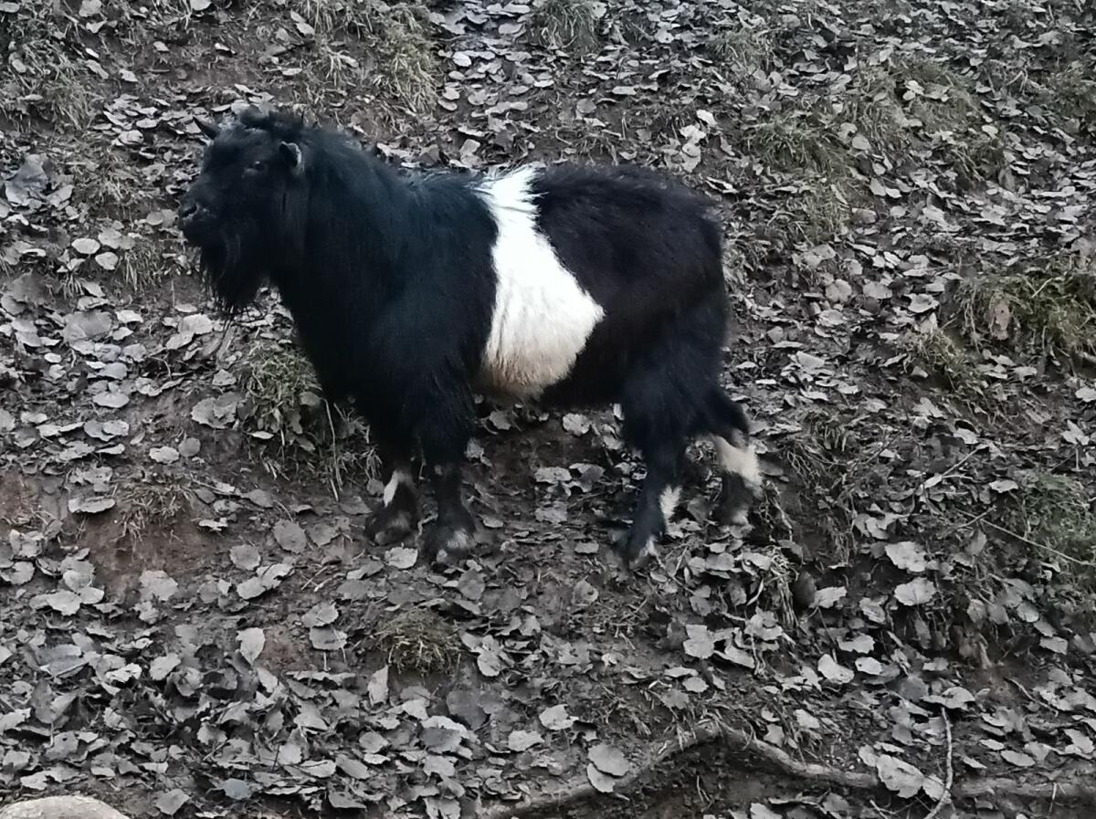 Mini-Zwergziegenbock hornlos 1