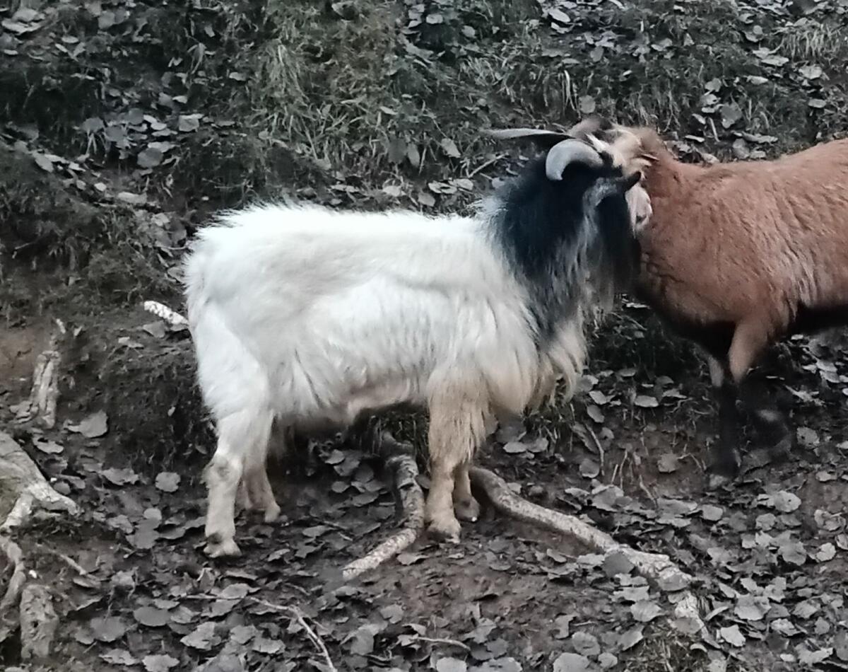 Mini-Zwergziegenbock 3