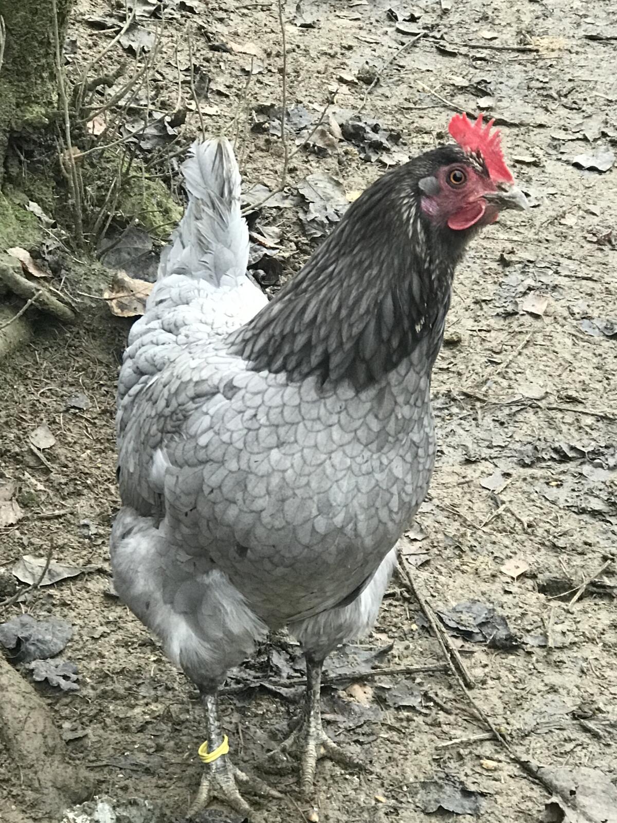 Silverudds Mischlingshennen 1