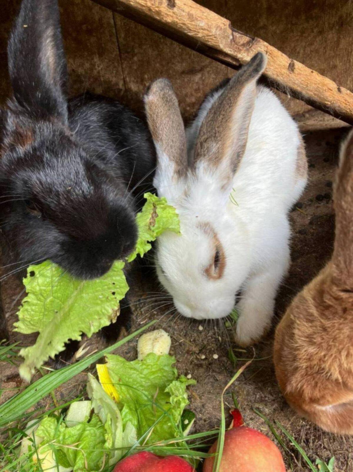 Junge Fleischhasen 1