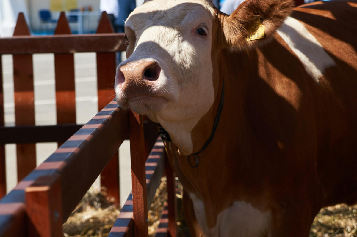 Schnelle Hilfe bei Blauzungenkrankheit oder Vogelgrippe 1