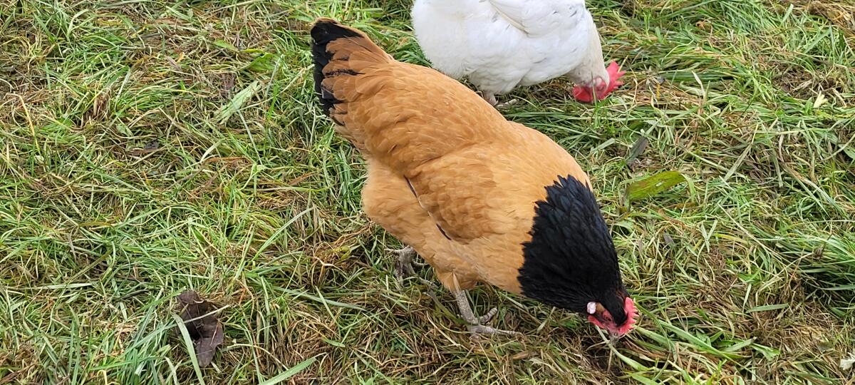 Gebe 2 reinrassige Vorwerkhennen her! 2