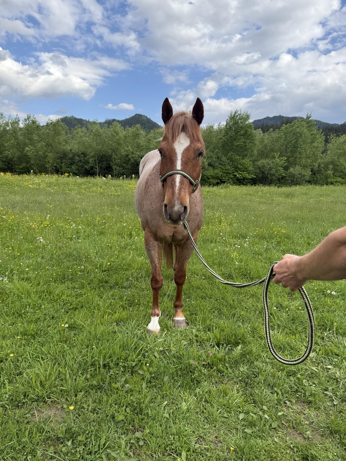 Quarter Horse zu verkaufen 2