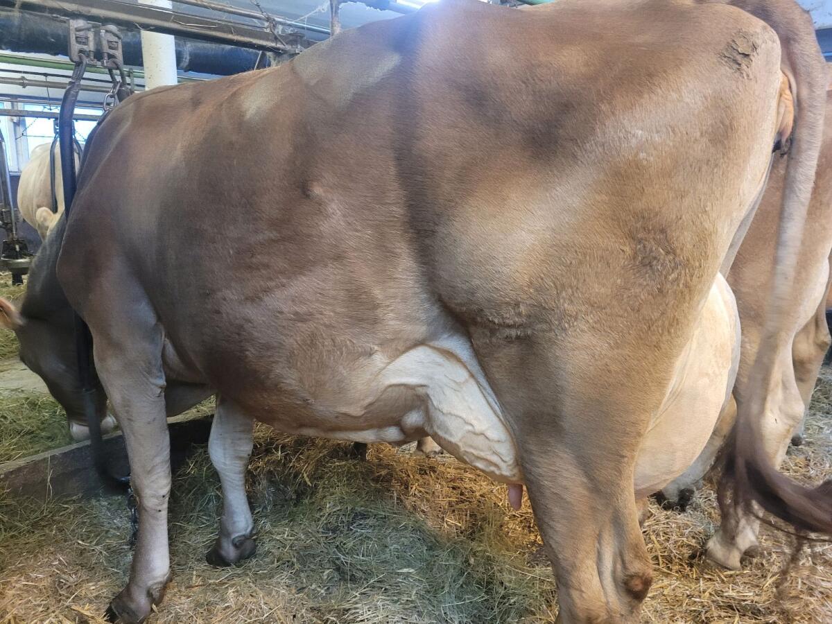 Brown Swiss Kuh, 2 Kalb 1