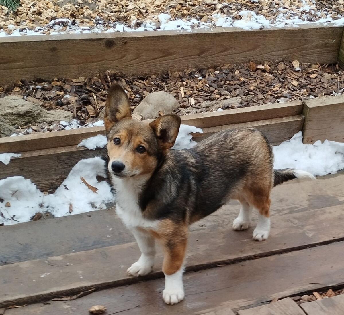 Welsh Corgi Pembroke × Border Collie Hündin 2