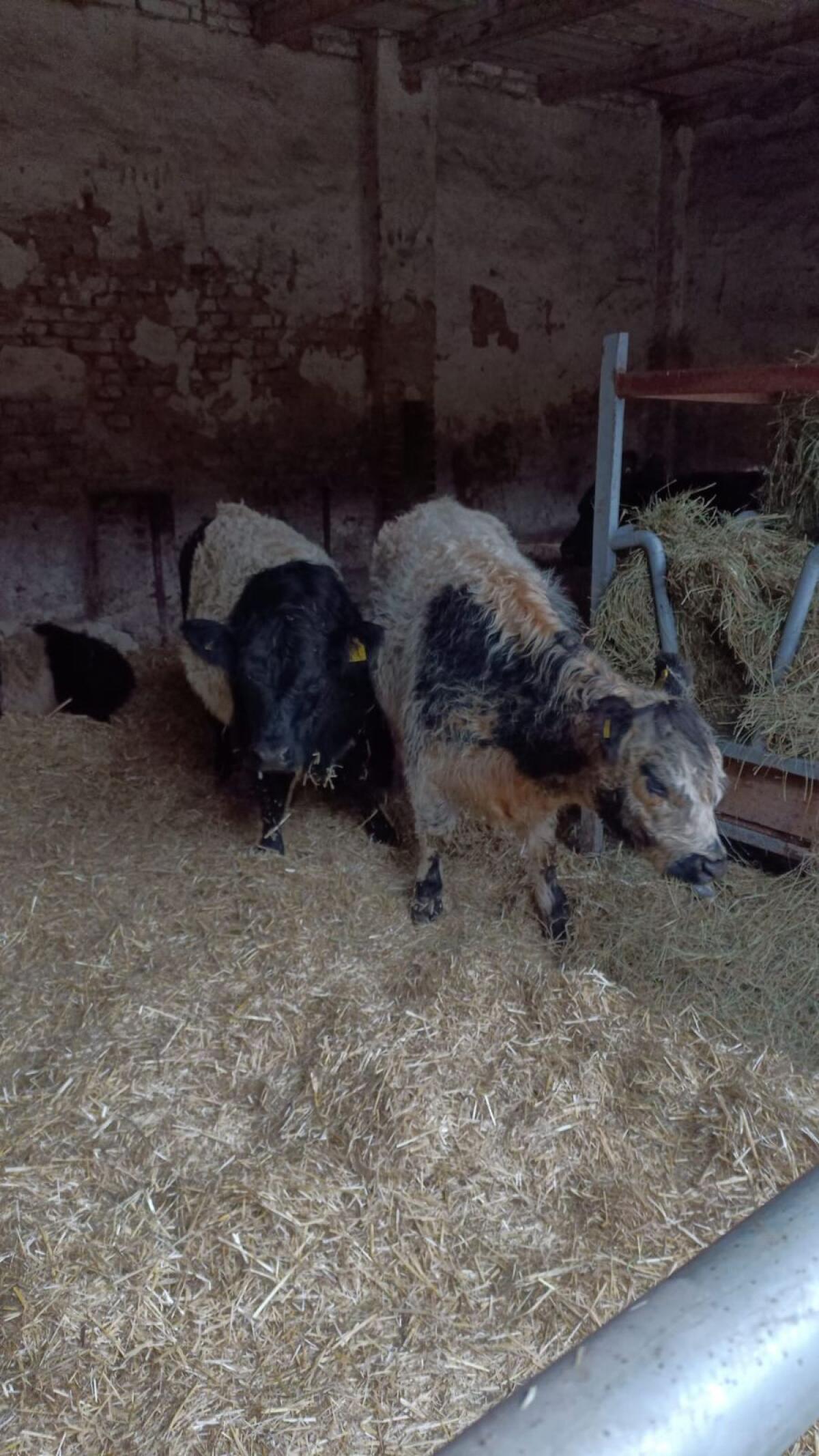 Bio Galloway-Kalbinnen 2