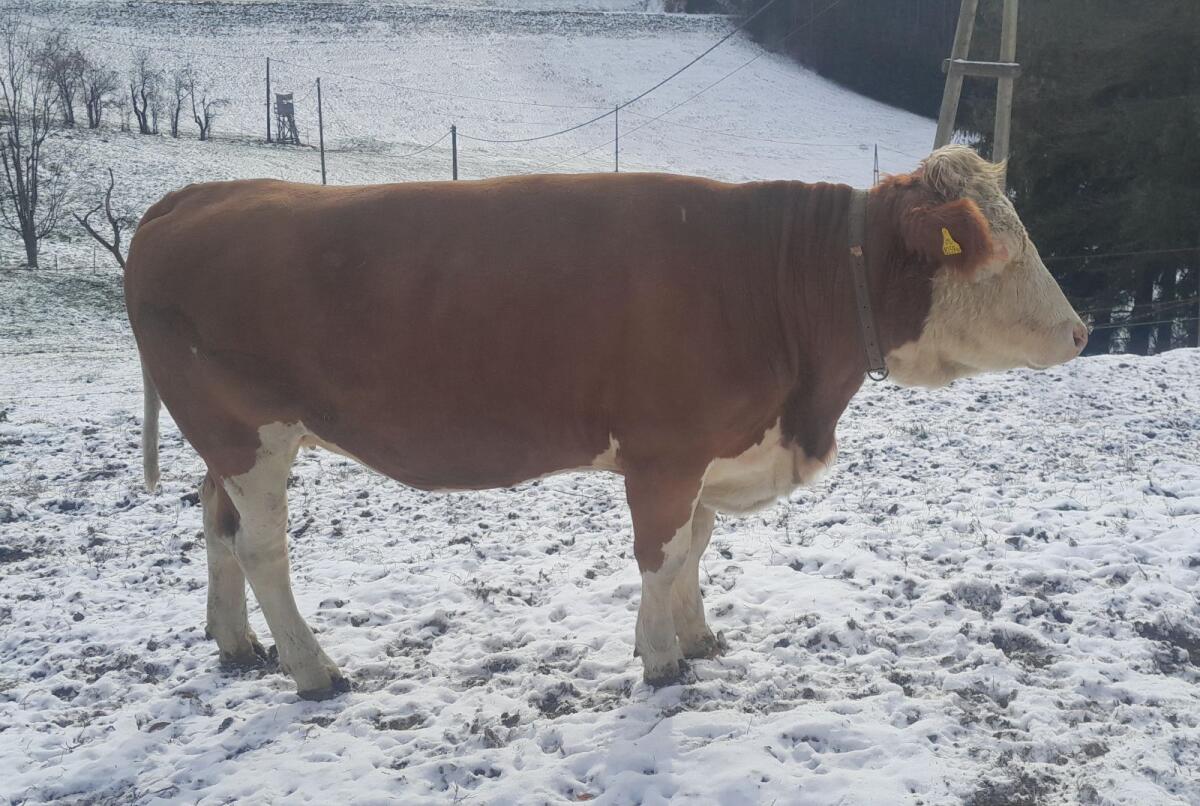 Trächtige Fleckviehkalbin 1