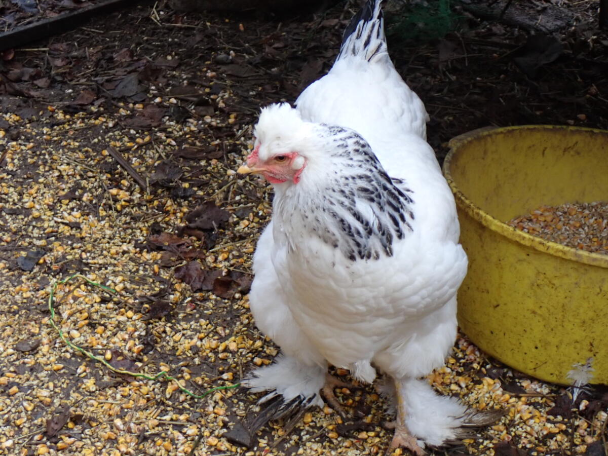 Vergebe 1:3 Brahma in Weiß-Schwarz Columbia 2